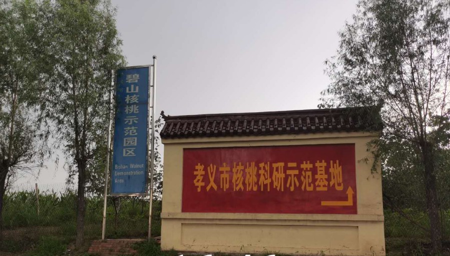 孝義農(nóng)產(chǎn)品大市場丨力爭讓孝義核桃插上翅膀，飛向全國！