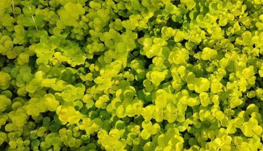 未來5年，農(nóng)業(yè)產(chǎn)業(yè)8大投資重點在哪里？